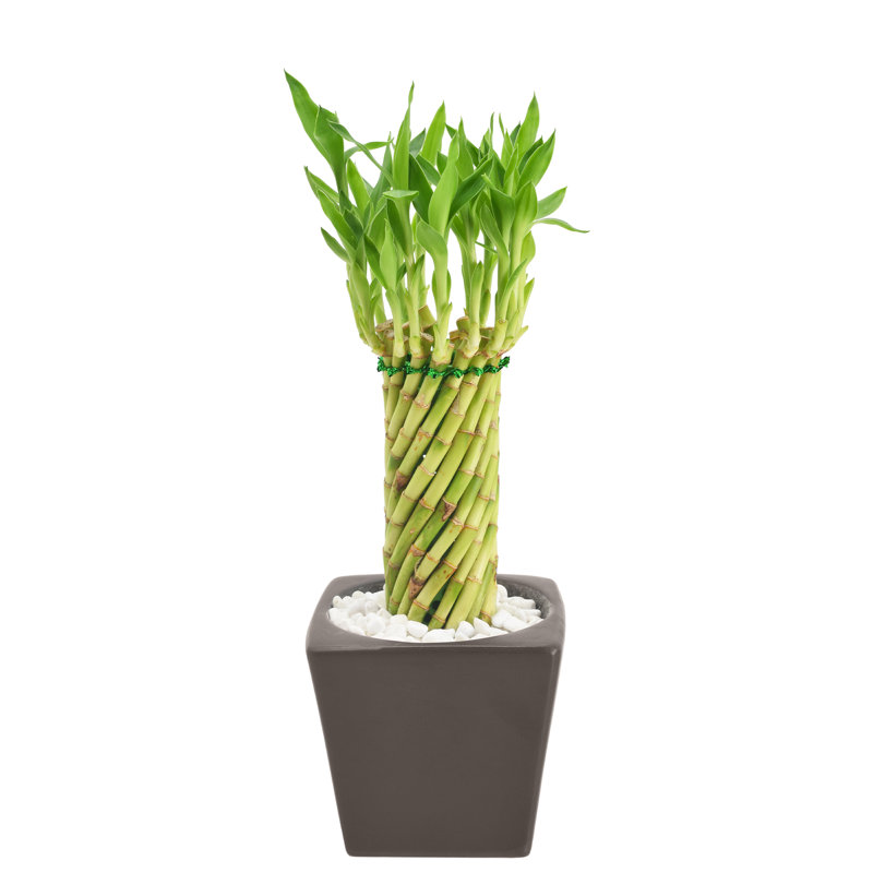 Tornado Lucky Bamboo in Brown Ceramic Planter