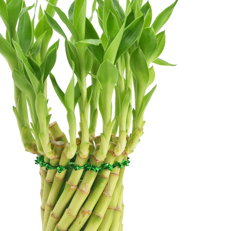 Tornado Lucky Bamboo in Brown Ceramic Planter