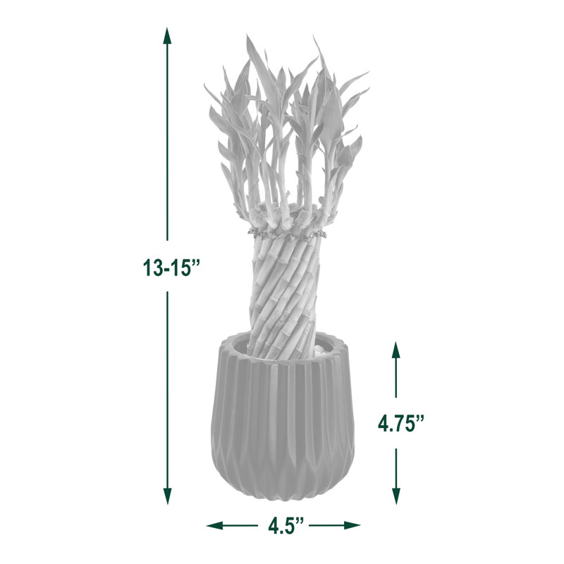 Tornado Lucky Bamboo in Silver Ceramic Planter - Air Purifying Indoor Plant