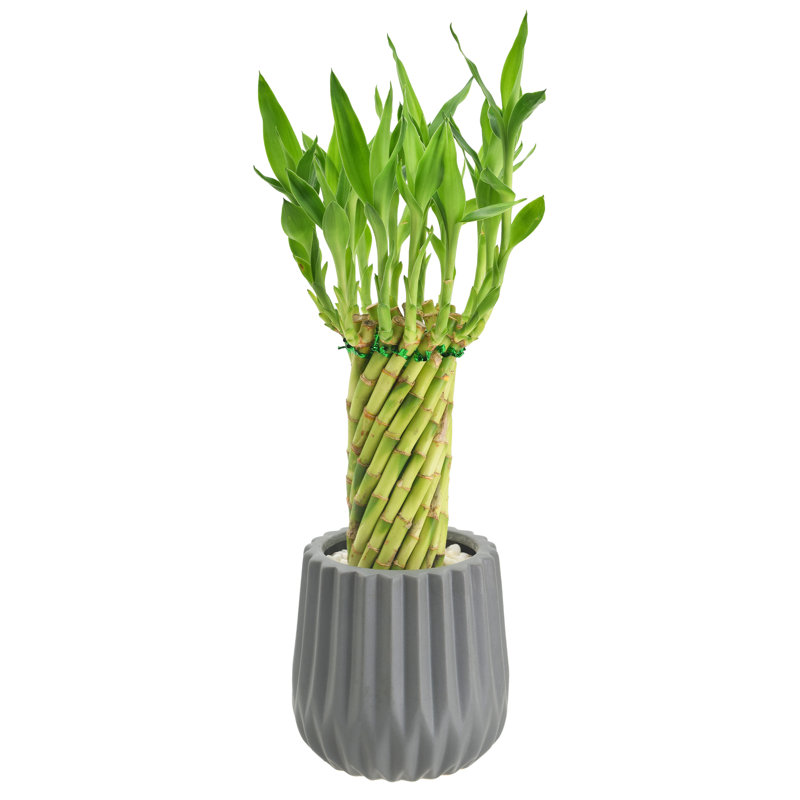 Tornado Lucky Bamboo in Silver Ceramic Planter - Air Purifying Indoor Plant
