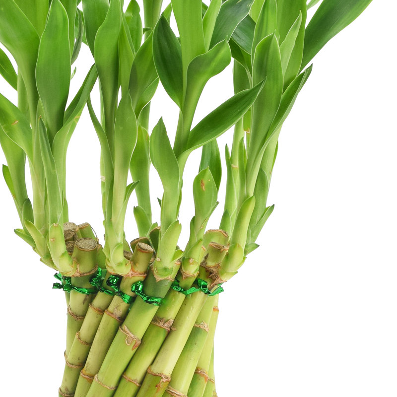 Tornado Lucky Bamboo in Silver Ceramic Planter - Air Purifying Indoor Plant