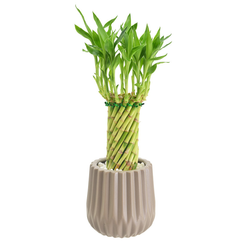 Tornado Lucky Bamboo in Tan Ceramic Planter