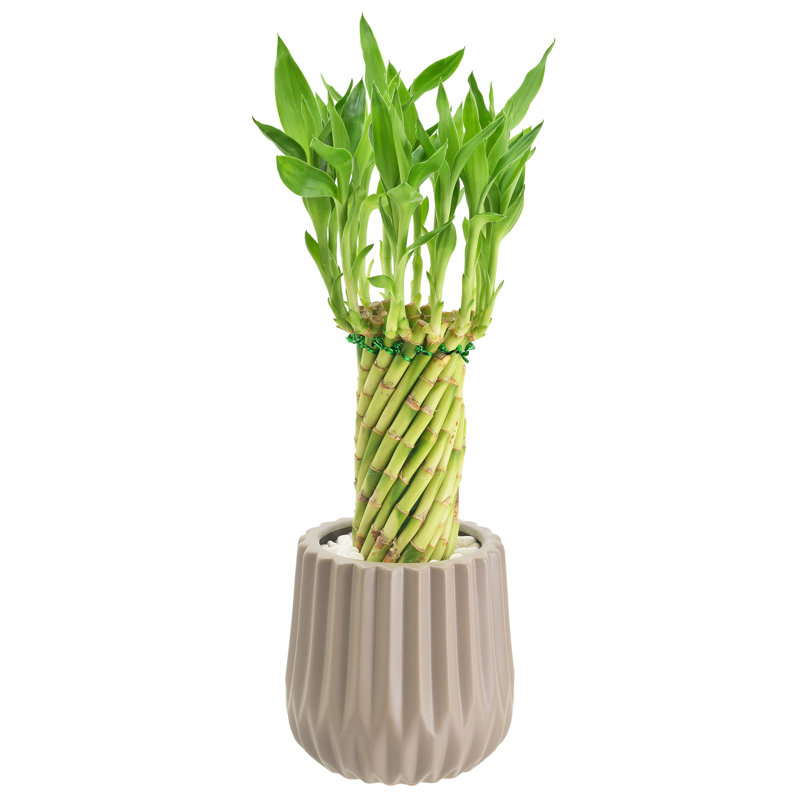 Tornado Lucky Bamboo in Tan Ceramic Planter