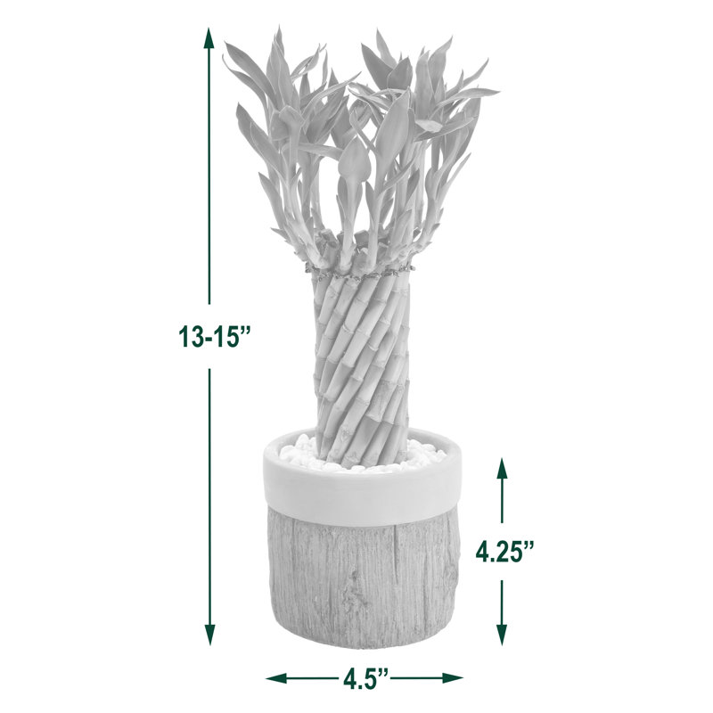 Elegant Tornado Lucky Bamboo in White Ceramic Planter, 13-15" Height