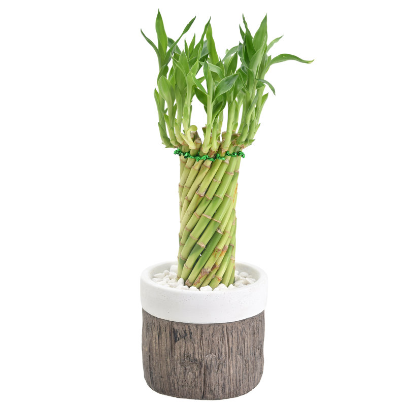 Elegant Tornado Lucky Bamboo in White Ceramic Planter, 13-15" Height