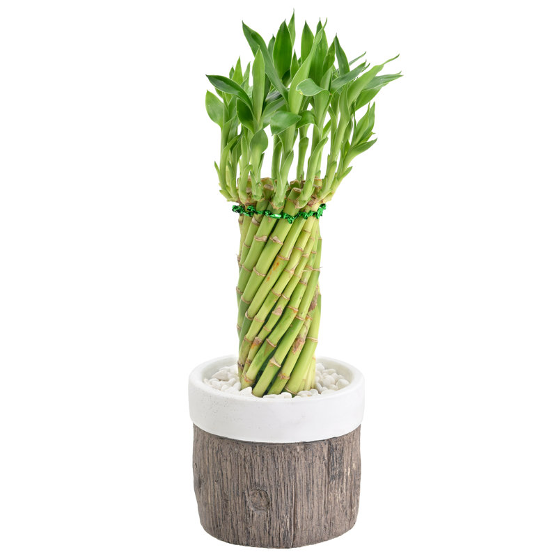 Elegant Tornado Lucky Bamboo in White Ceramic Planter, 13-15" Height