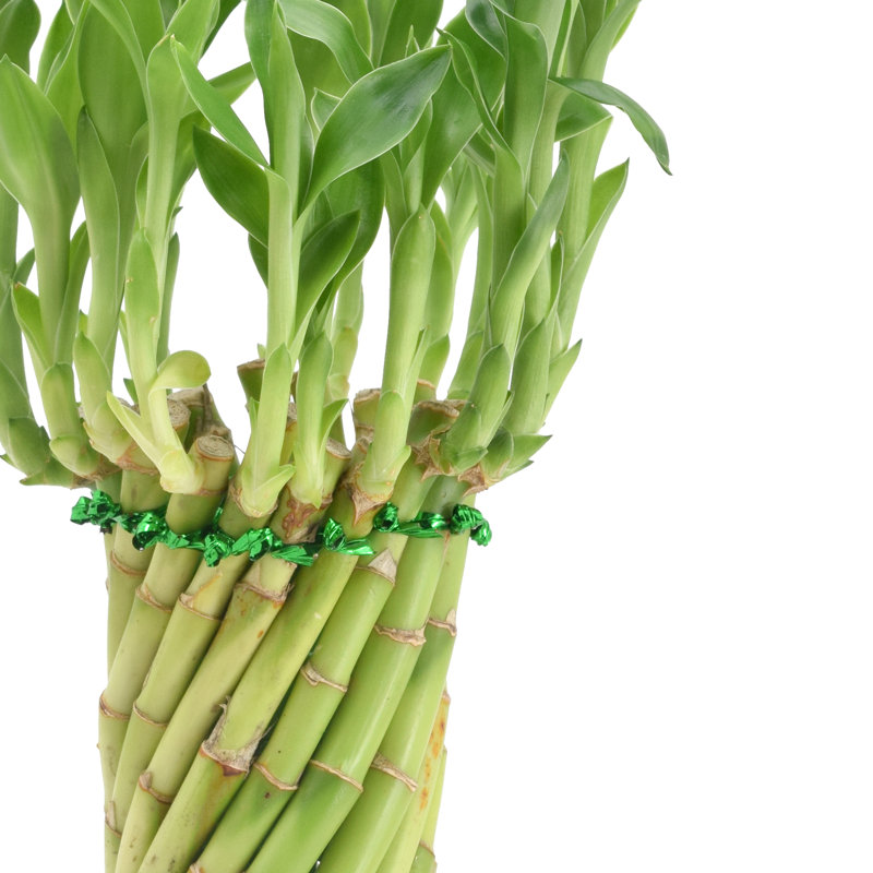 Elegant Tornado Lucky Bamboo in White Ceramic Planter, 13-15" Height