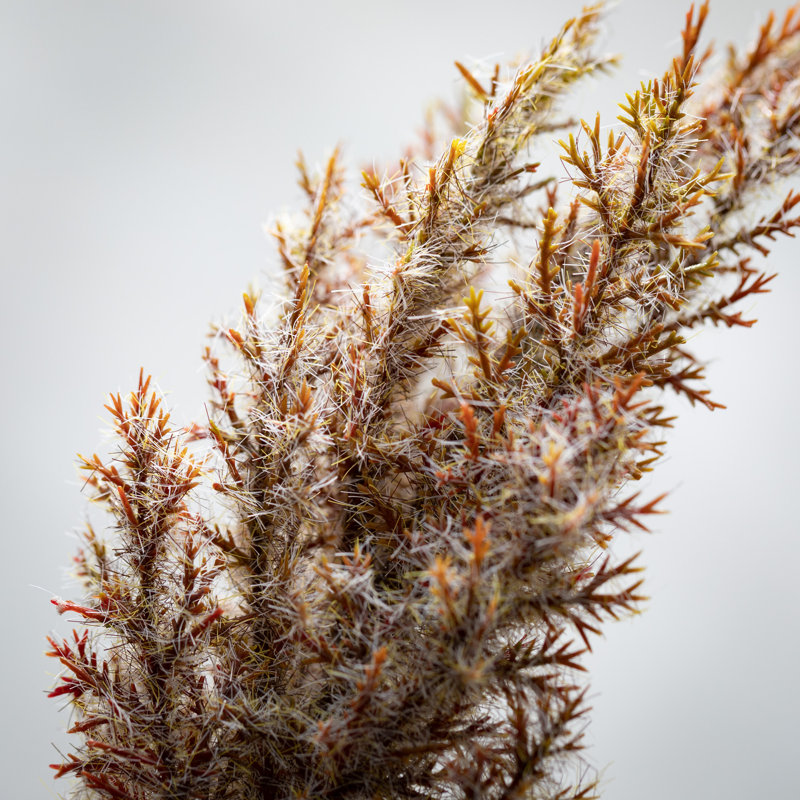 Tall Brown Faux Pampas Grass Stem Arrangement