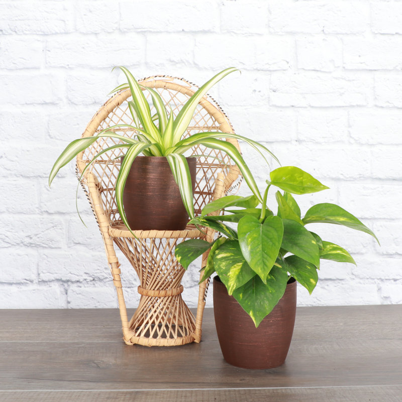 Live Air Purifying Houseplant Set in Classic Pots