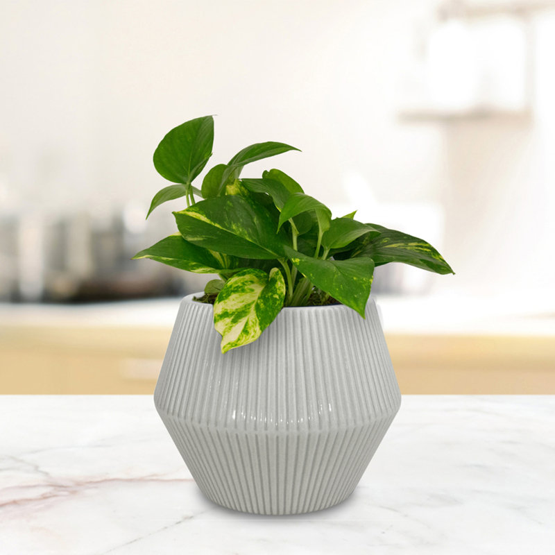 Handcrafted White Ceramic Round Planter Pot