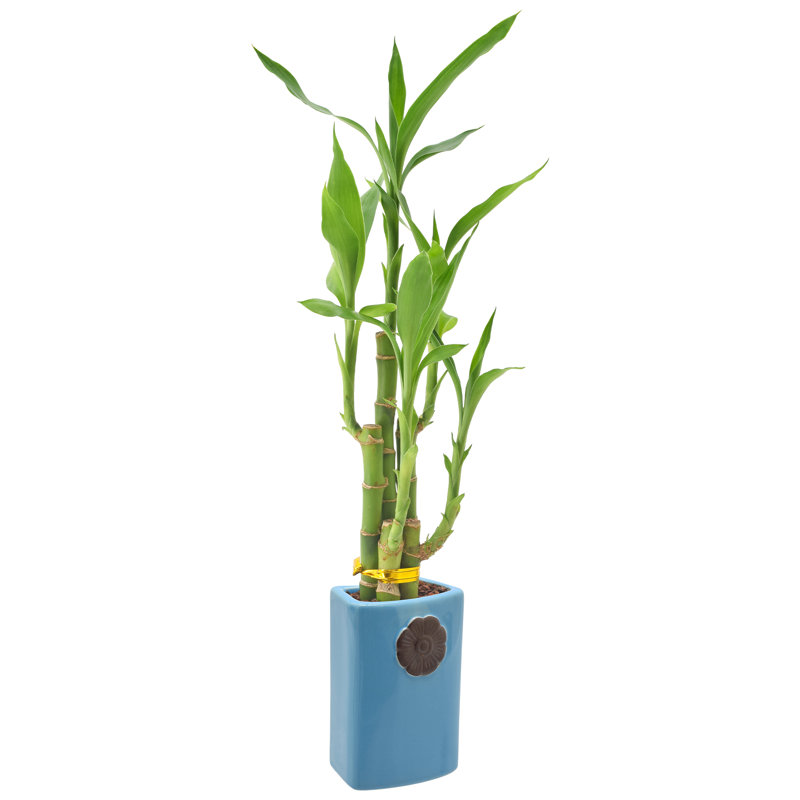 18-Inch Green Dracaena Sanderiana in Ceramic Planter