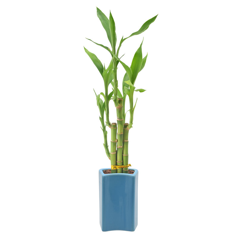 18-Inch Green Dracaena Sanderiana in Ceramic Planter