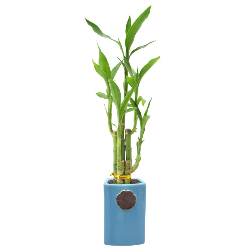 18-Inch Green Dracaena Sanderiana in Ceramic Planter