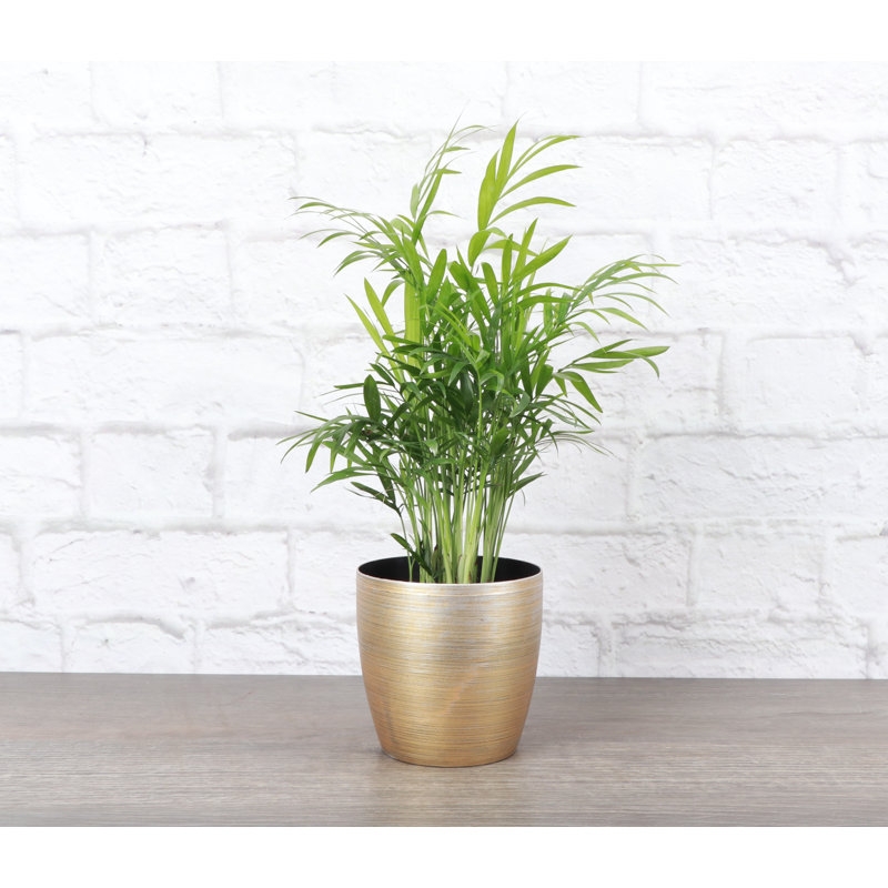 Neanthe Bella Palm in Copper Classic Pot, 10-inch