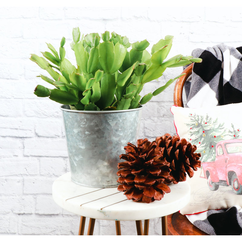 Live Holiday Cactus Plant in Silver Metal Pot