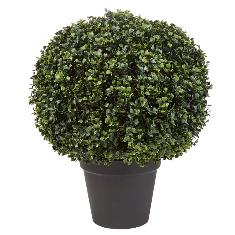 EverGreen Bliss 18'' Faux Boxwood Topiary in Outdoor-Ready Planter
