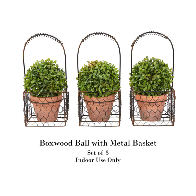 EverGreen Essence 9.5'' Faux Boxwood Floor Topiary in Terra Cotta Pot