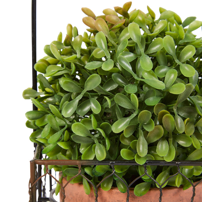 EverGreen Essence 9.5'' Faux Boxwood Floor Topiary in Terra Cotta Pot