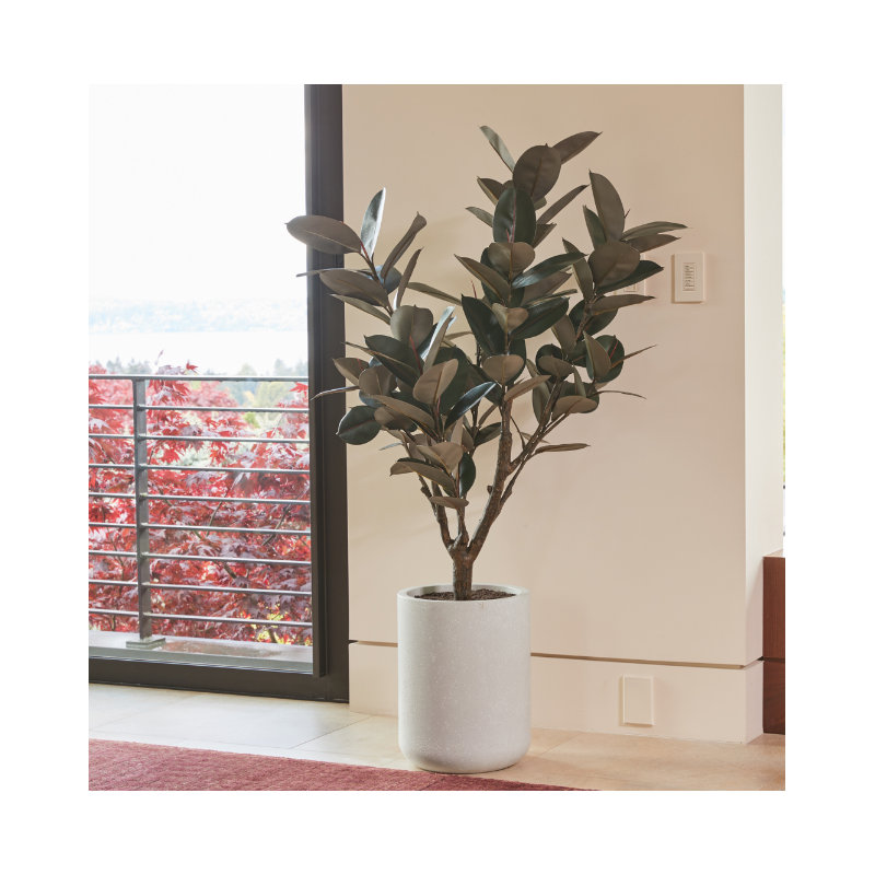 TREE RUBBER POT 5FT