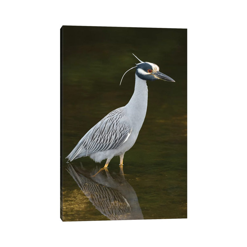 Yellow-Crowned Night Heron, J. N. Ding Darling National Wildlife Refuge, Florida by Steve Gettle - Wrapped Canvas Print