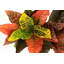 100cm Faux Banana Leaf Plant in Pot