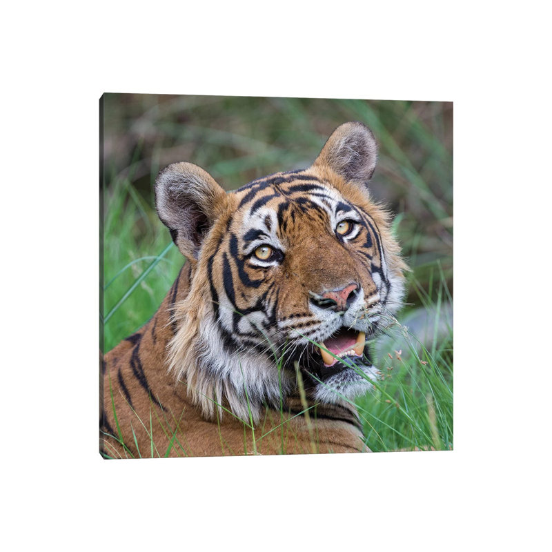 Tiger Male Portrait by Mogens Trolle - Wrapped Canvas Print, 93.98 cm H x 93.98 cm W x 1.91 cm D