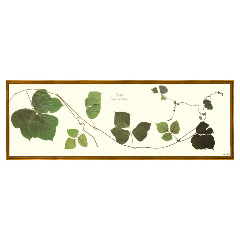 Kudzu Vine Print by Sandy Whitaker, Antique Gold