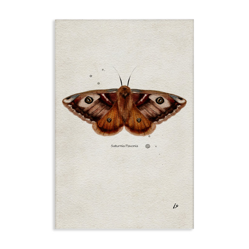 Art scientifique sur toile «Moth» par Lydia Orange, H 45 po x l 30 po