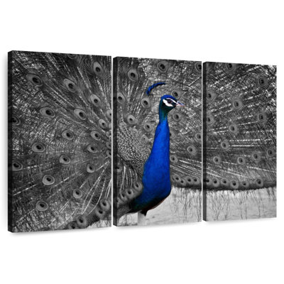 Brampt Peacock Pop