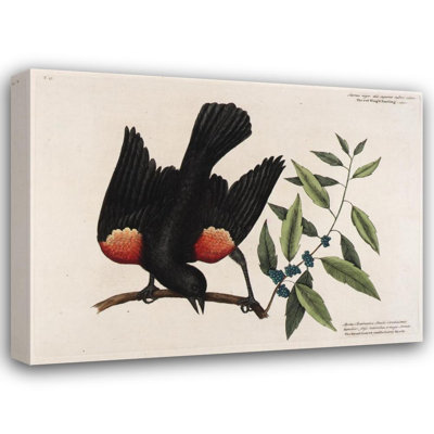 «The Red Wing’D Starling. The Broad Leaves Candle-Berry Myrtle.» par Mark Catesby - Art mural sur toile tendue avec châssis
