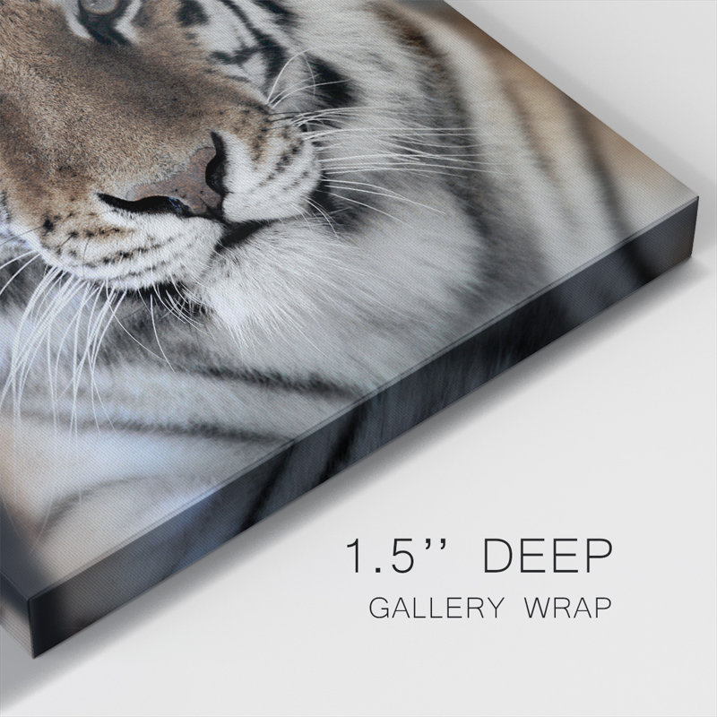 " Intimate Tiger ", 16" H x 16" W x 1.5" D