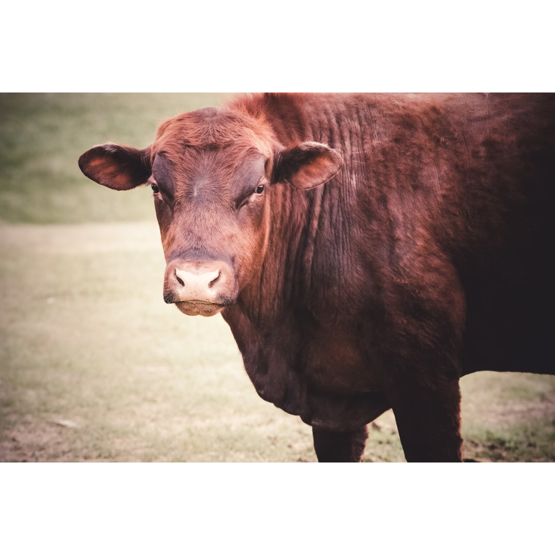 Grumpy Red Angus Bull Looking Toward Camera von Debibishop - Druck ohne Rahmen auf Leinwand