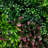 40in. x 40in. Artificial Living Wall