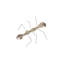 Spoon Ant Figurine