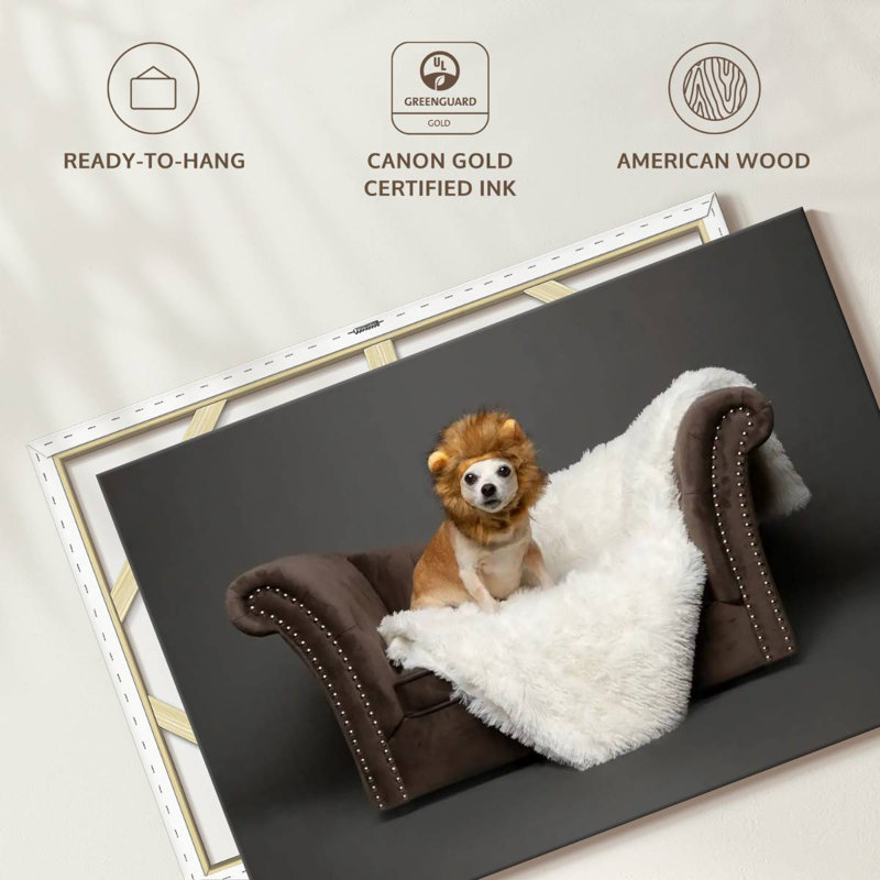 Ketti Funny Chihuahua Lion