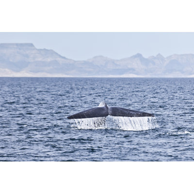 Blue Whale Fluking by Liz Leyden - Wrapped Canvas Print