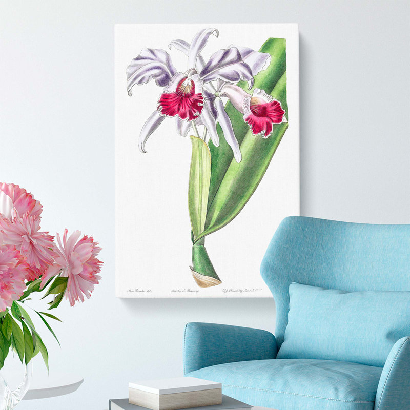Crimson-Lipped Cattleya Flowers - Wrapped Canvas, 50cm H x 35cm W x 3cm D