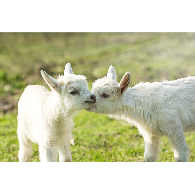 Two Cute Kid On The Green Grass by Olgasalt - Wrapped Canvas Print, 30cm H x 46cm W