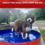 Piscine pour chien pliable et portable Summerpawz, 47 po x 12 po, rubis