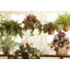 Geranium Hanging Basket Arrangement in Basket