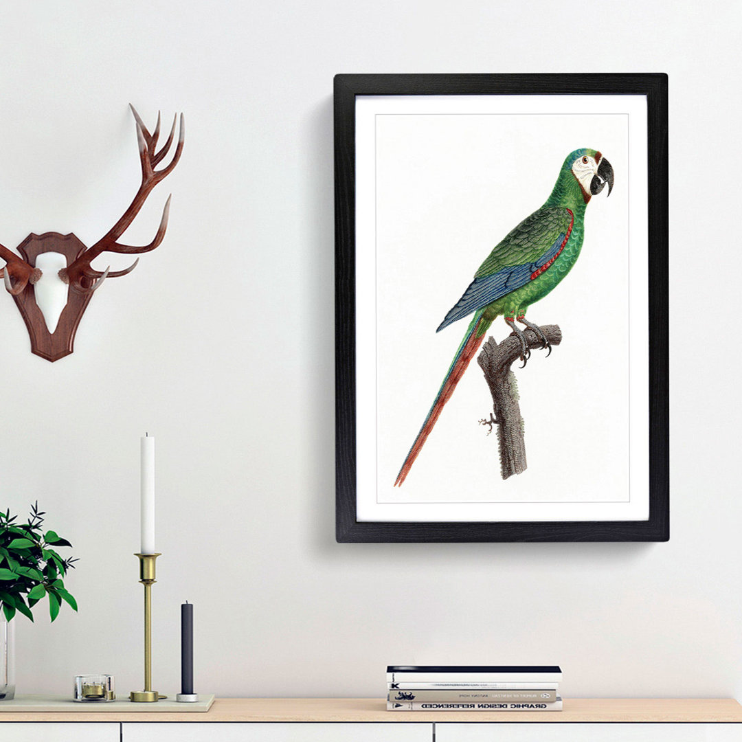 A Blue-Winged Macaw Parrot by F. Levaillant - Framed Print