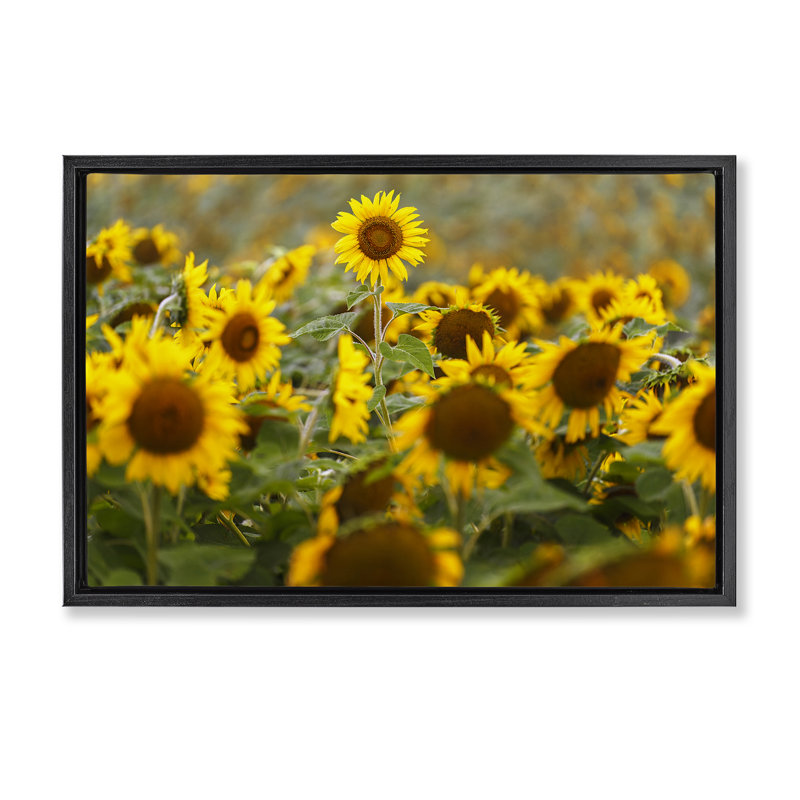 Tournesol central dans un cadre flottant de prairie, design par Andy Crawford, Cadre flottant noir de jais, H 17 po x l 25 po