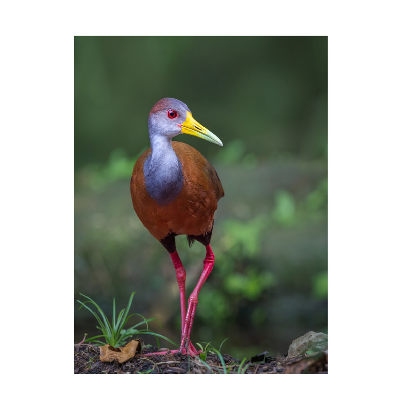Greg Barsh Wood Rail Glimpse Canvas Art, 24" H x 18" W