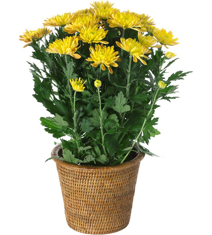 Pot à fleurs en rotin Everard, Petit, Brun miel