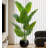 Simulation Traveller's Banana Large Green Plant-111038293-111038294