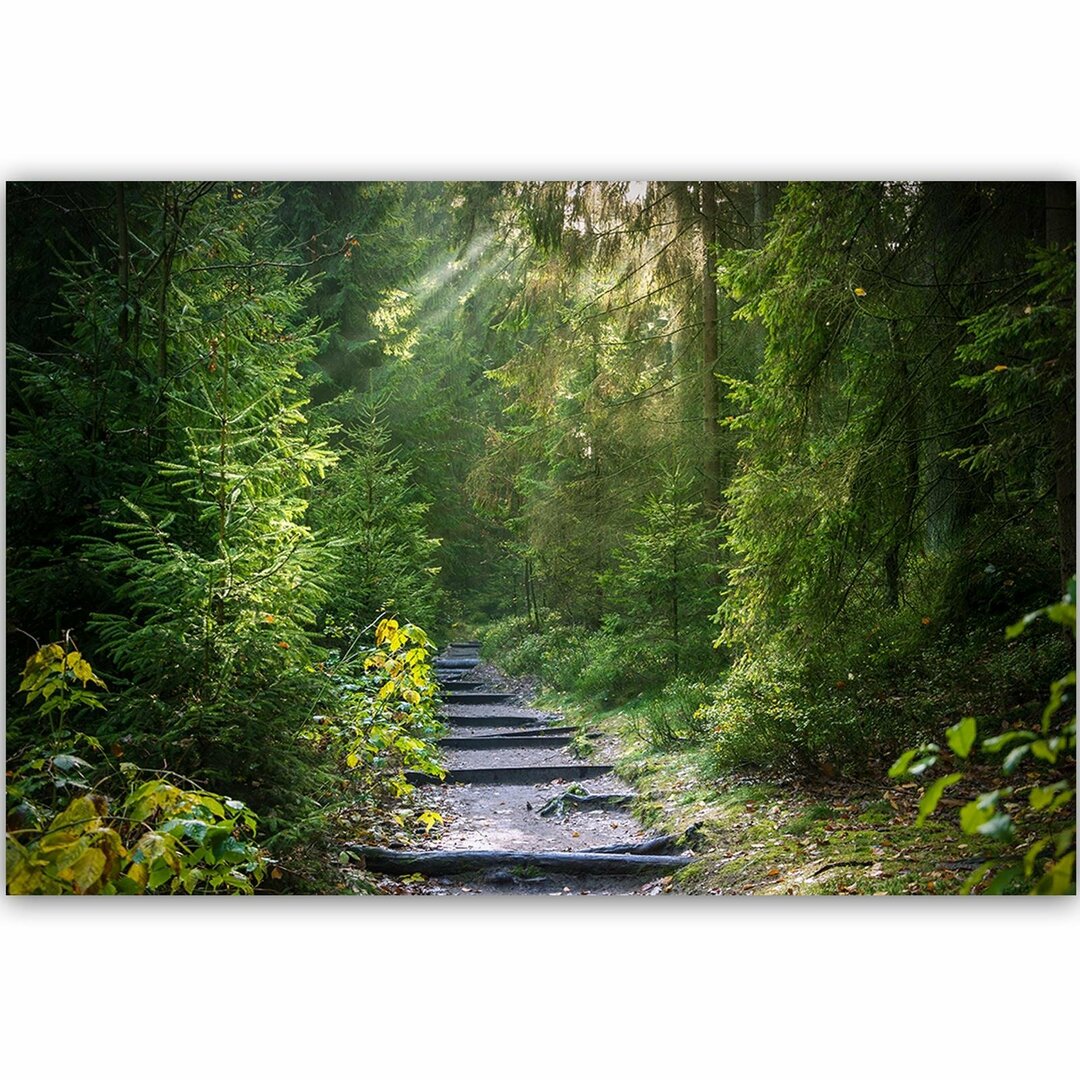 Leinwandbild Pfad im grünen Wald