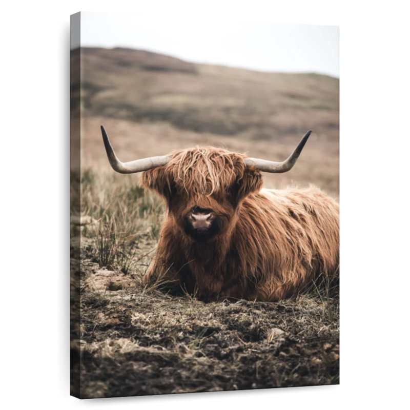 Brampt Still Highland Cow, H 36 po x l 24 po