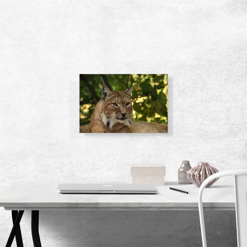 Lynx in Forest Home Decor - reproduction de photo sur toile tendue, H 12 po x l 18 po x P 0,75 po