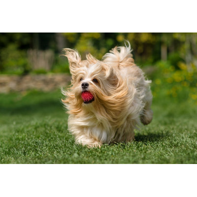 " Playful Orange Havanese Dog Is Running With A Ball " by Dorottya_Mathe