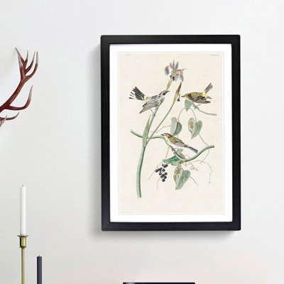 Yellow-Crown Warbler Birds by John James Audubon - Picture Frame Art Print